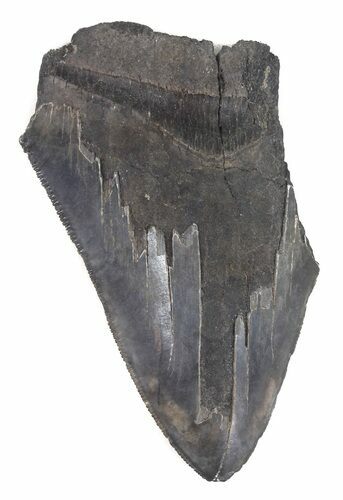 Partial, Serrated Megalodon Tooth - Georgia #48889